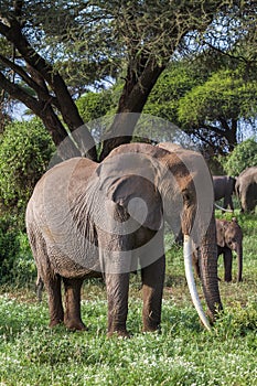 Huge african elephant with long tusks. Kenya, Africa