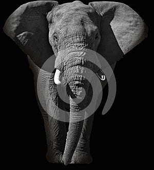 Huge African elephant portrait