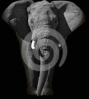 Huge African elephant portrait in black and white