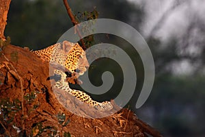 The huge African leopard Panthera pardus pardus male have a rest before the hunt