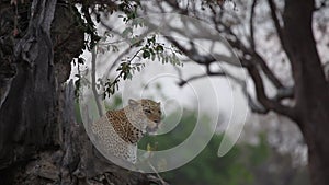 The huge African leopard Panthera pardus pardus male have a rest before the hunt.