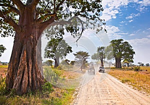 Huge African trees and safari jeeps in Tanzania. photo