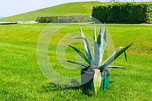 Huge agave americana or american aloe in wooden pot in a park