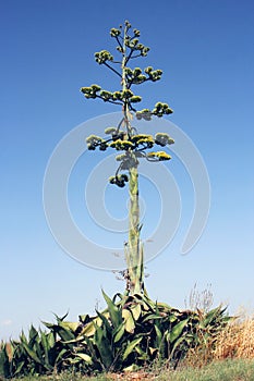 Huge agave flower against blue sky