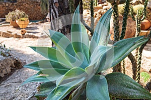 huge agave in the garden as a decoration of urban landscape design