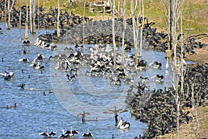 Huge aggregation of flocking waterbirds photo