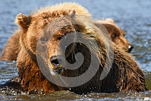 Huge Alaska Brown Bear Mother and Cub