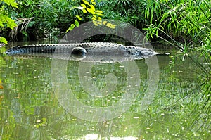 Huge Alligator