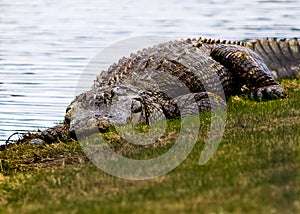 An huge alligator cautiously lies on a river bank eyeing dinner or just a nap.