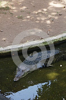 A huge alligator in a water pond.