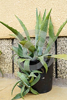 Huge Aloe, growing in a pot, droken pot.