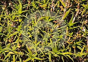 huge aloe tree bush growing on the street