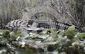 Huge American Alligator on bank of Billy`s Lake in the Okefenokee Swamp, Georgia