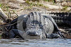 Huge American Alligator, Okefenokee Swamp National Wildlife Refuge