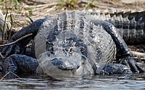 Huge American Alligator, Okefenokee Swamp National Wildlife Refuge