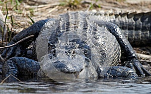 Huge American Alligator, Okefenokee Swamp National Wildlife Refuge photo
