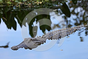 A huge American alligator in the water of a lake.