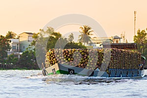 Huge amount of coconuts on cargo ship at Cai Rang floating market, morning wholesale fruit and good market on Can Tho River,