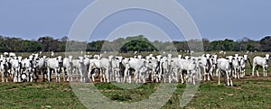 A huge amount of Nelore cattle, in Mato grosso, Brazil. photo