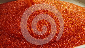 Huge amount of red salmon caviar is poured into a container at a seafood factory