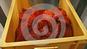 Huge amount of red salmon caviar is poured into a container at a seafood factory