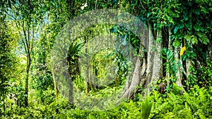 Huge ancient Banyan tree covered by vines in Bali Jungle