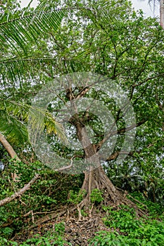 Huge ancient tree in the tropical forest at Landhoo island at Noonu atoll