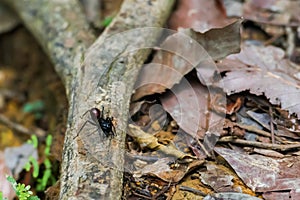 Huge ant sitting on a branch on the ground near the dry leaves Bohorok, Indonesia