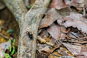 Huge ant sitting on a branch on the ground near the dry leaves Bohorok, Indonesia photo
