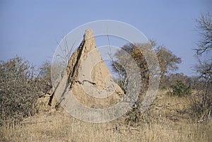 Huge Anthill photo