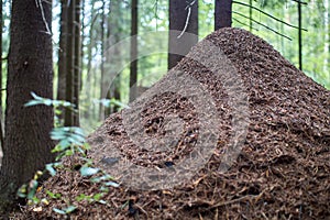 Huge anthill close-up with trees in the background