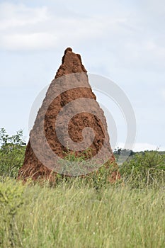 Huge anthill a common site in the fields of Uganda