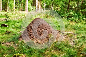 Huge anthill in a pine forest. Huge anthill in pine forest, Denmark.