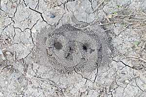 Huge anthill. Two holes in the ground, the entrance to the anthill. Wildlife natural background