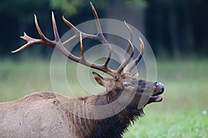 Huge antlers on bugling elk during rut season