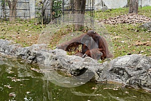 Huge ape in zoopark