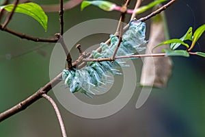 Huge Atlas Moth Caterpillars in the nature