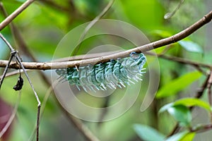 Huge Atlas Moth Caterpillars in the wild