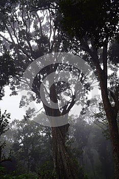 Huge Attractive Tree with Multiple Branches with in Dense Misty Forest with Dark and Dangerous Place