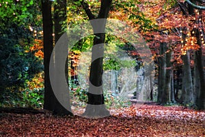 Huge autumn trees and a carpet of leaves and lights