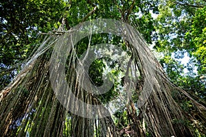 Huge Banjamini tree