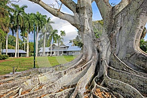 Huge Banyan tree or Moreton Bay fig in the back of the Edison and Ford Winter Estates in Fort Myers, USA