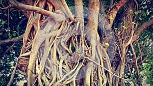 Huge Banyan Tree Trunk Branches and Roots