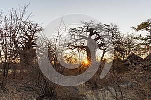 Huge Baobab plant in the african savannah with clear blue sky at sunrise. Botswana, one of the most attractive travel destionation