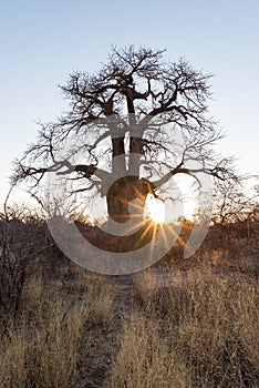 Huge Baobab plant in the african savannah with clear blue sky at sunrise. Botswana, one of the most attractive travel destionation