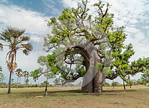 Huge baobab tree adansonia digitata the symbol of Senegal