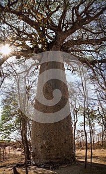 Huge baobabs, Morondava, Menabe Region, Madagascar