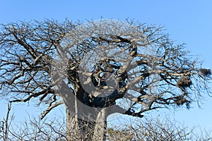 A huge bare baobab