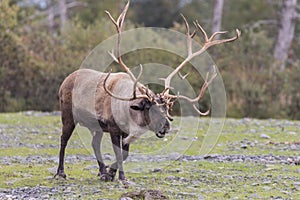 Huge Barren Ground Caribou Bull