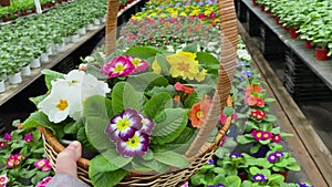 A huge basket with colorful potted primroses in someone`s hand against the background of a huge flower market